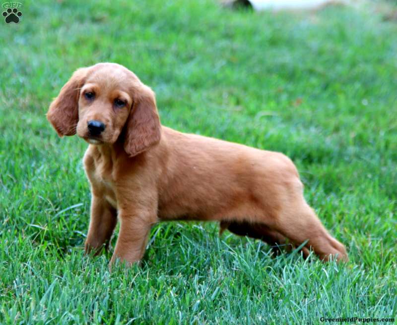 Bryce - Irish Setter Puppy For Sale in Pennsylvania