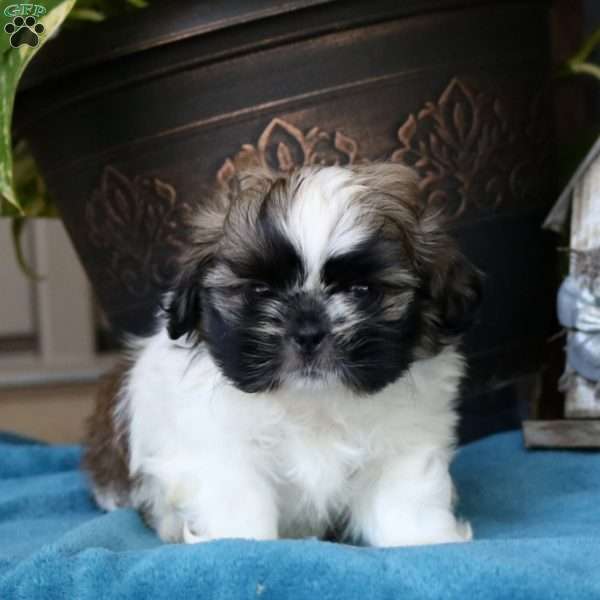 Bryce, Shih Tzu Puppy