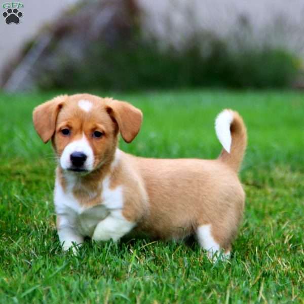 Brynlee, Welsh Corgi Mix Puppy