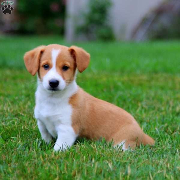 Bryson, Welsh Corgi Mix Puppy