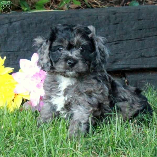 Bubba, Cockapoo Puppy