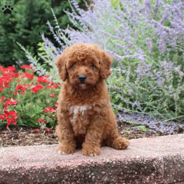 Bubbles, Mini Goldendoodle Puppy