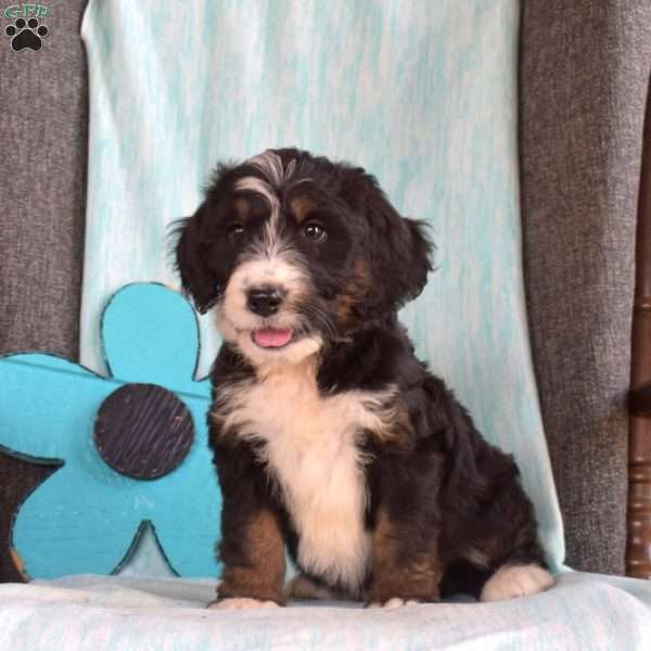 Bubbles, Bernedoodle Puppy