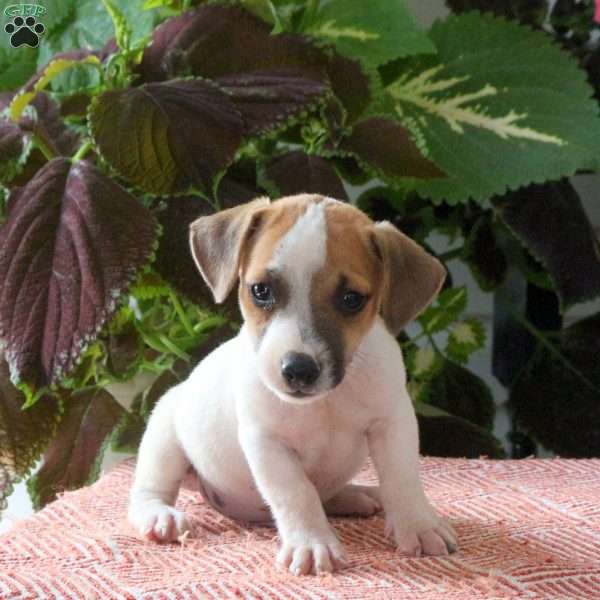 Buddy, Jack Russell Terrier Puppy