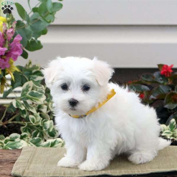 Buddy, Maltese Puppy