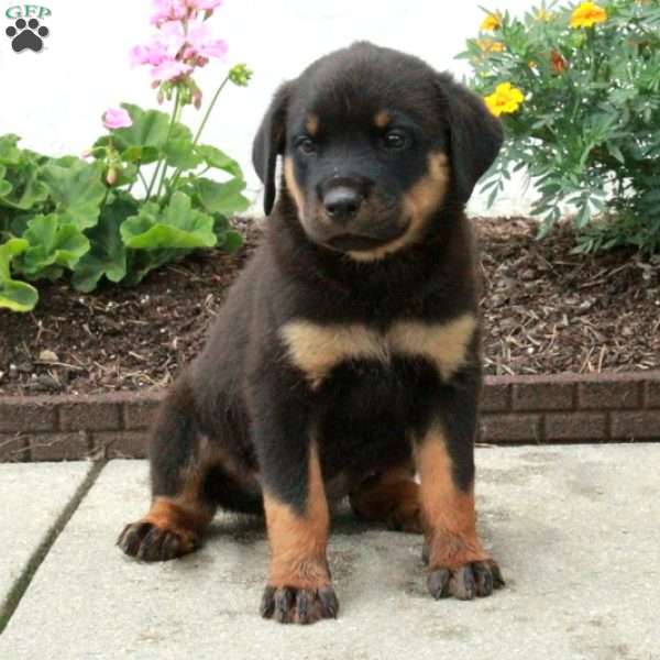 Buddy, Rottweiler Puppy