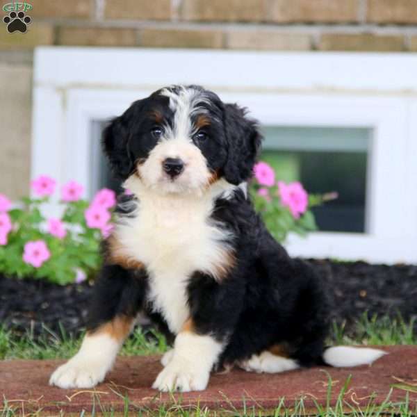 Buddy, Bernese Mountain Dog Mix Puppy