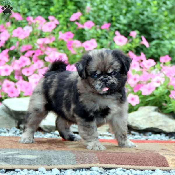 Buddy-Fluffy, Pug Puppy