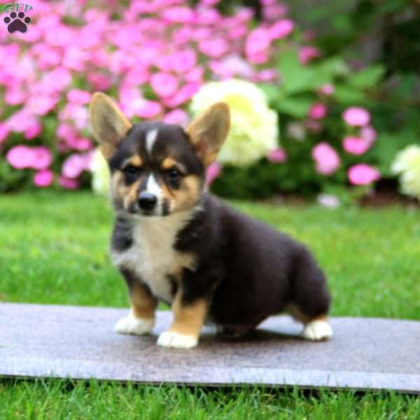 Buddy, Pembroke Welsh Corgi Puppy