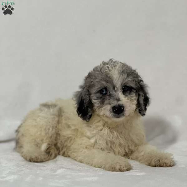 Buddy, Mini Goldendoodle Puppy