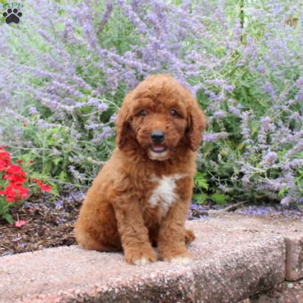 Burkley, Mini Goldendoodle Puppy