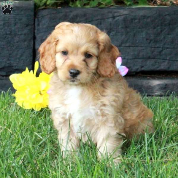 Buster, Cockapoo Puppy