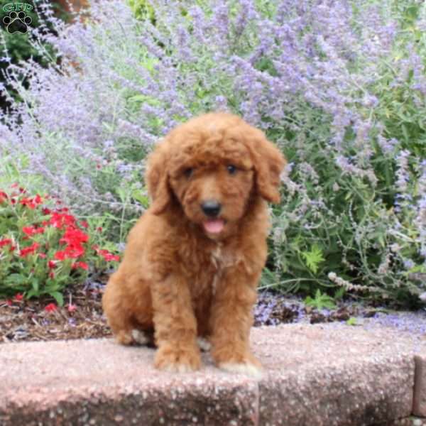 Buttercup, Mini Goldendoodle Puppy