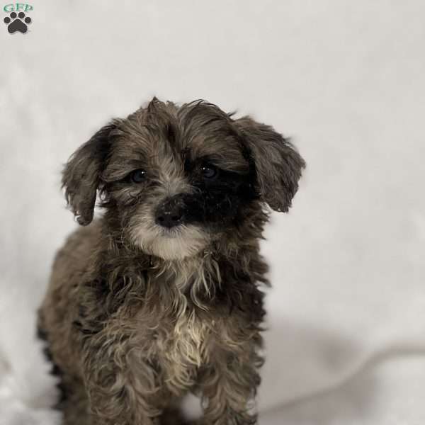 Buttercup, Mini Goldendoodle Puppy