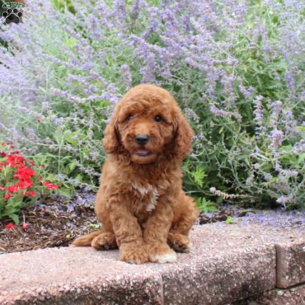 Butterscotch, Mini Goldendoodle Puppy