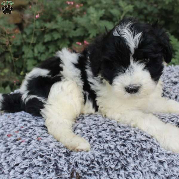 Porter, Portuguese Water Dog Puppy