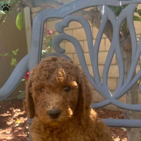 Marlo, Labradoodle Puppy