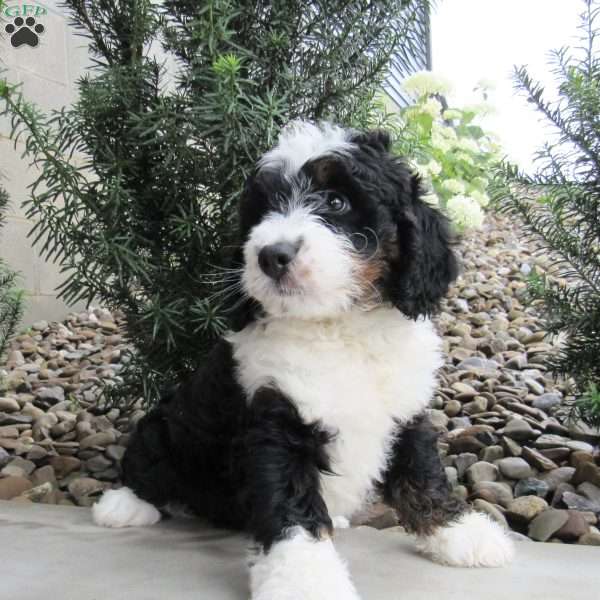 Bruno, Mini Bernedoodle Puppy