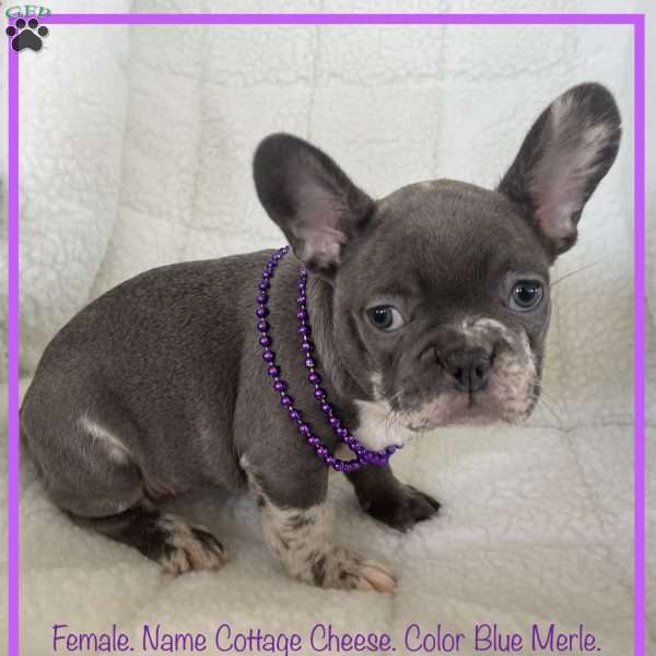 Cottage Cheese, French Bulldog Puppy