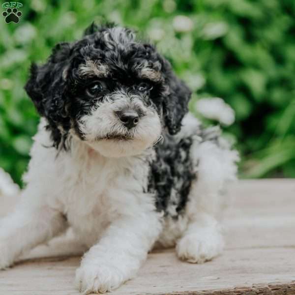 Danny, Miniature Poodle Puppy