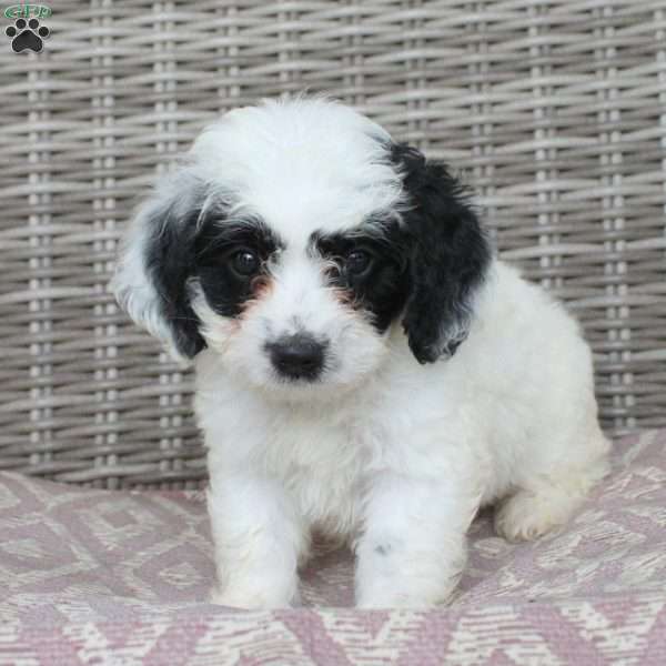 Caleb, Mini Bernedoodle Puppy