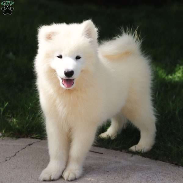 Cally, Samoyed Puppy