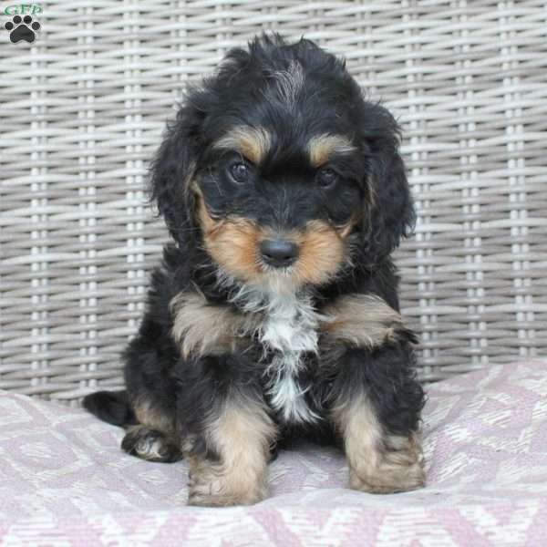 Cameron, Mini Bernedoodle Puppy