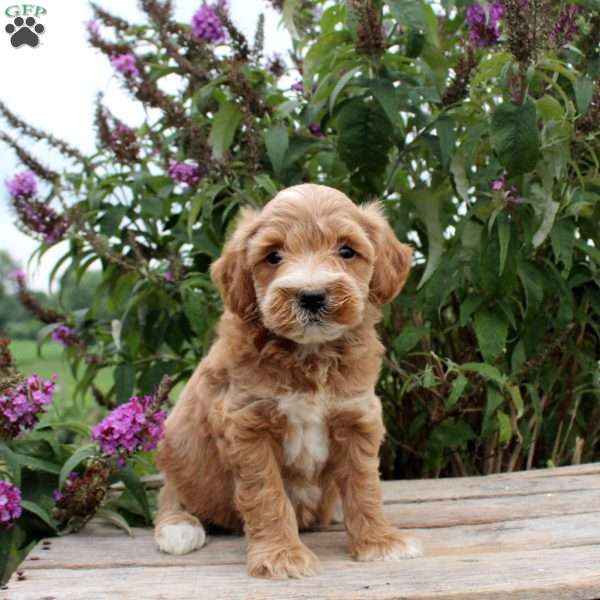 Candace, Mini Goldendoodle Puppy