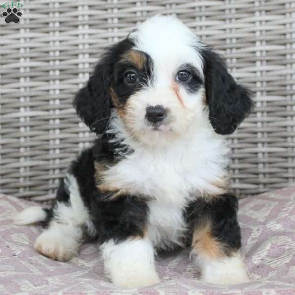 Candice, Mini Bernedoodle Puppy