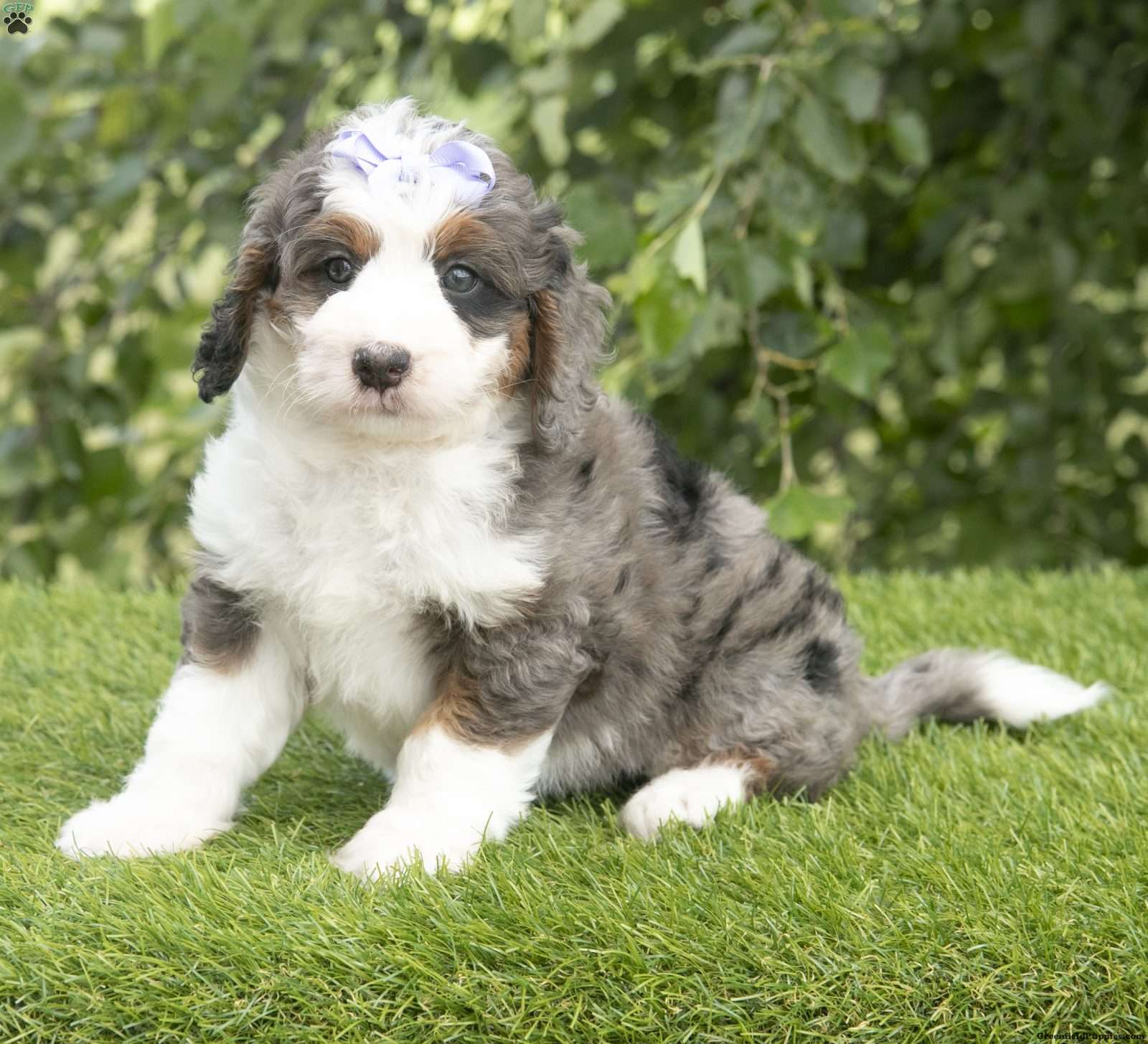 Candy - Mini Bernedoodle Puppy For Sale in Ohio