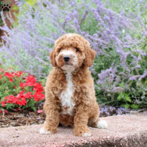 Candy, Mini Goldendoodle Puppy