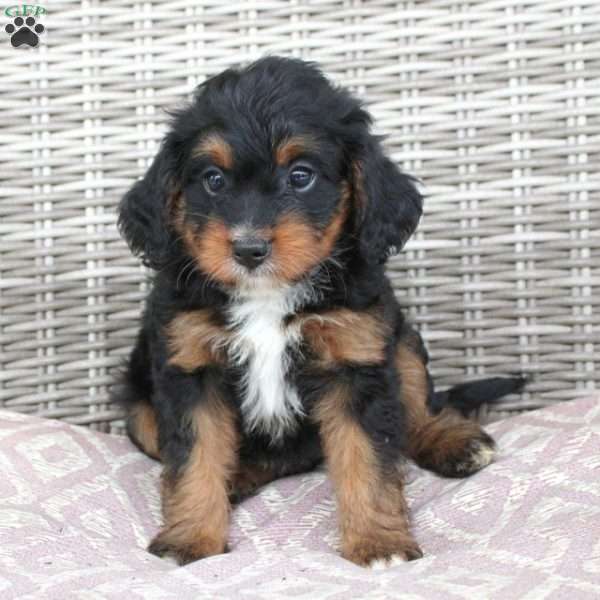 Candy, Mini Bernedoodle Puppy