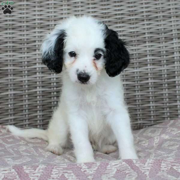 Cane, Mini Bernedoodle Puppy