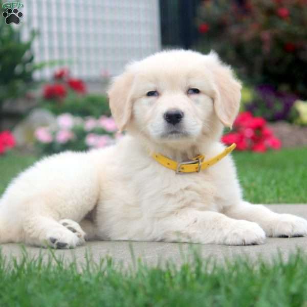 Cara, English Cream Golden Retriever Puppy