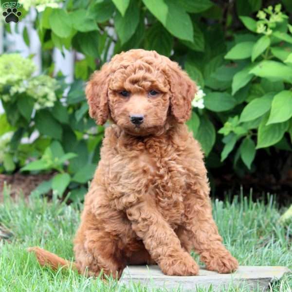 Cara-F1B, Mini Goldendoodle Puppy