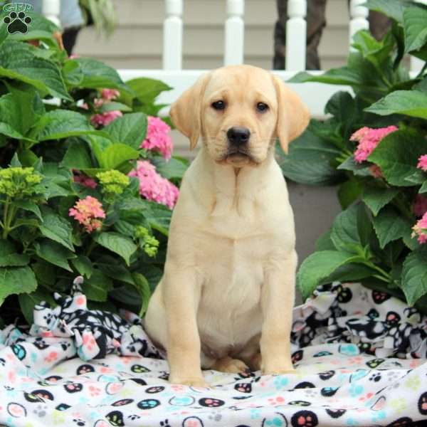 Caramel, Yellow Labrador Retriever Puppy