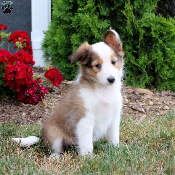 Carla, Sheltie Puppy