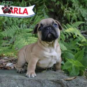 Carla, French Bulldog Puppy