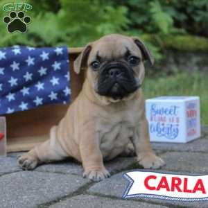 Carla, French Bulldog Puppy