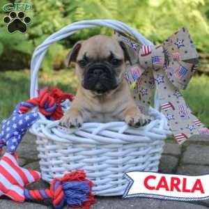 Carla, French Bulldog Puppy