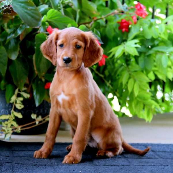 Carla, Irish Setter Puppy