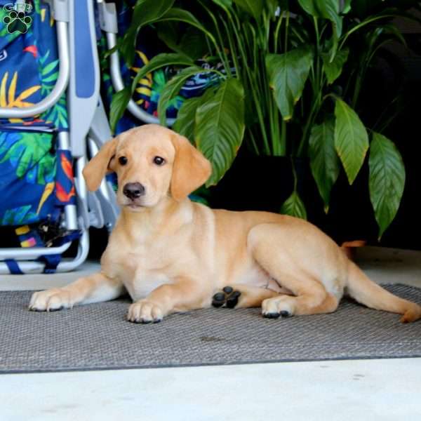 Carla, Yellow Labrador Retriever Puppy