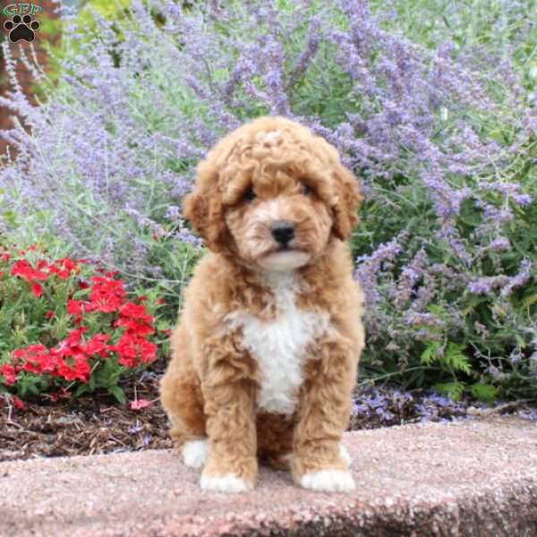 Carly, Mini Goldendoodle Puppy