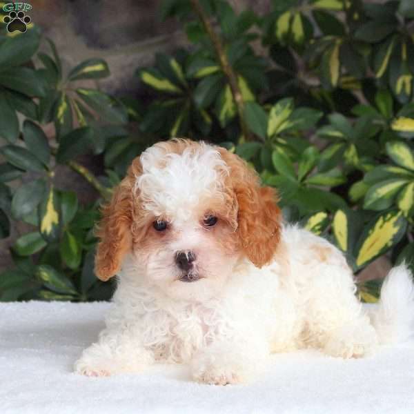 Carson, Cavapoo Puppy