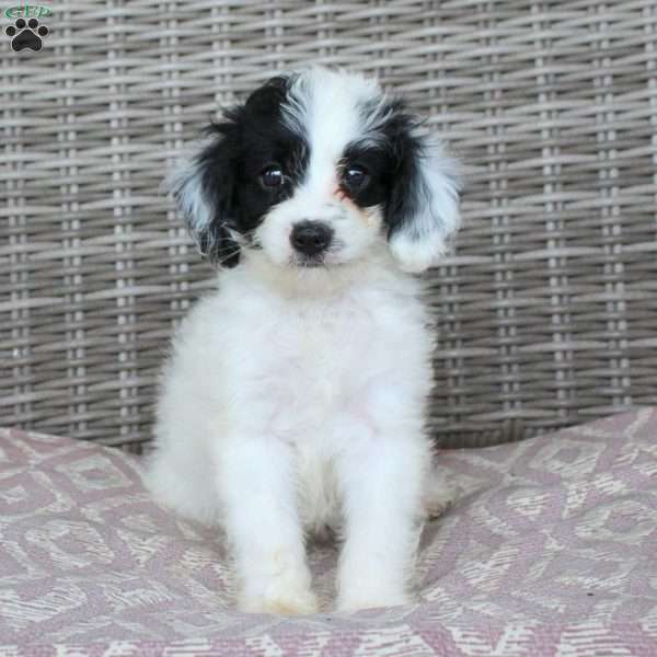 Carson, Mini Bernedoodle Puppy