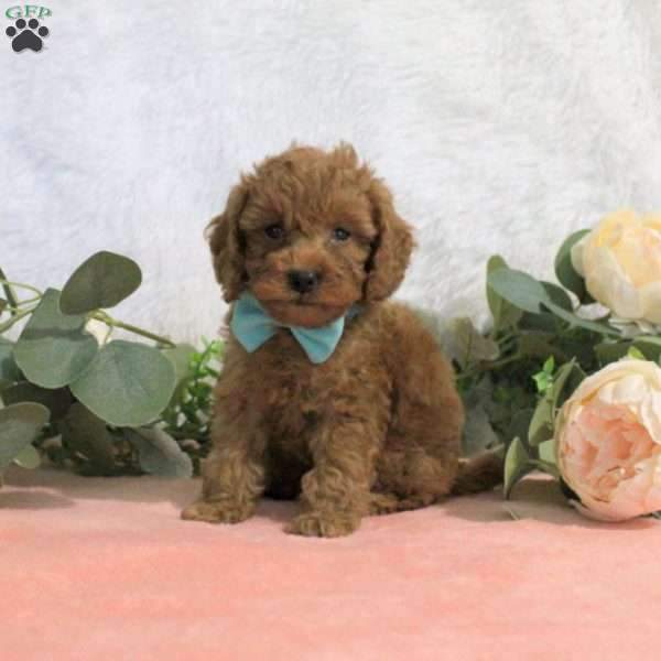 Carson, Toy Poodle Puppy