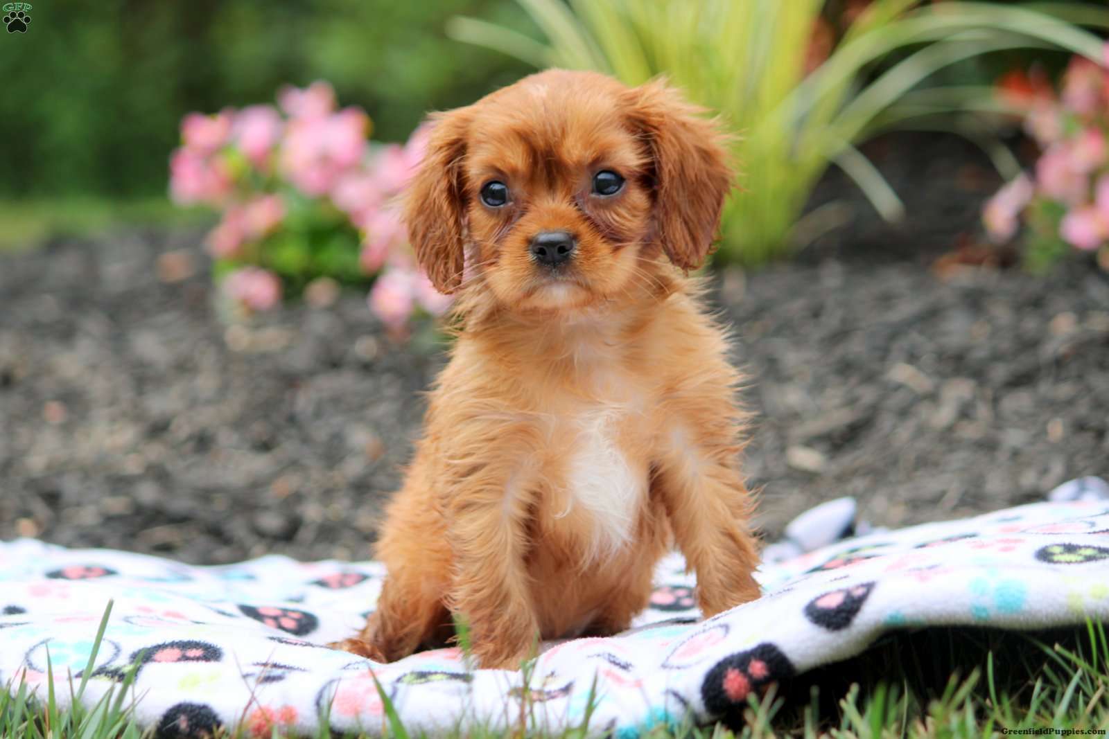 Carson - Cavalier King Charles Spaniel Puppy For Sale in Pennsylvania