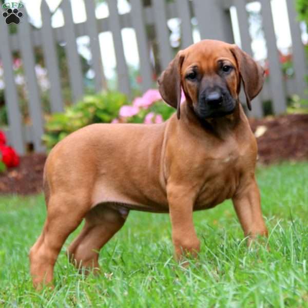 Carter, Rhodesian Ridgeback Puppy