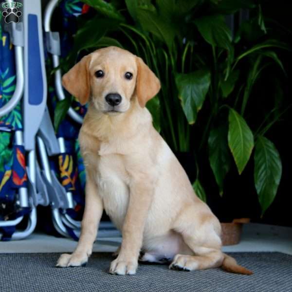 Carter, Yellow Labrador Retriever Puppy