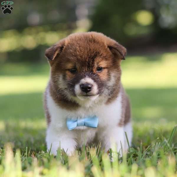 Carter, Shiba Inu Puppy